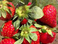 2017-04-06 13-23-00 49555b06  or strawberries?